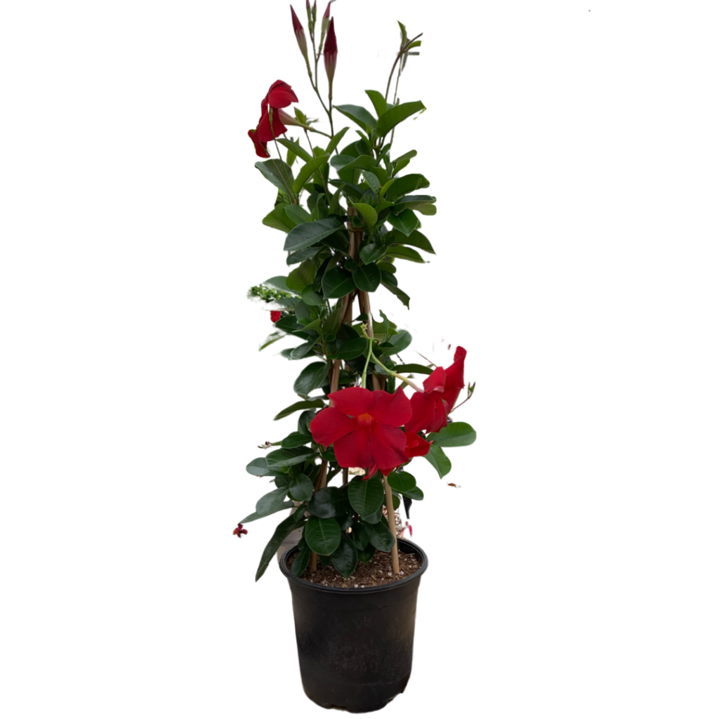 Dipladenia 7 1 inch Niagara Blooms