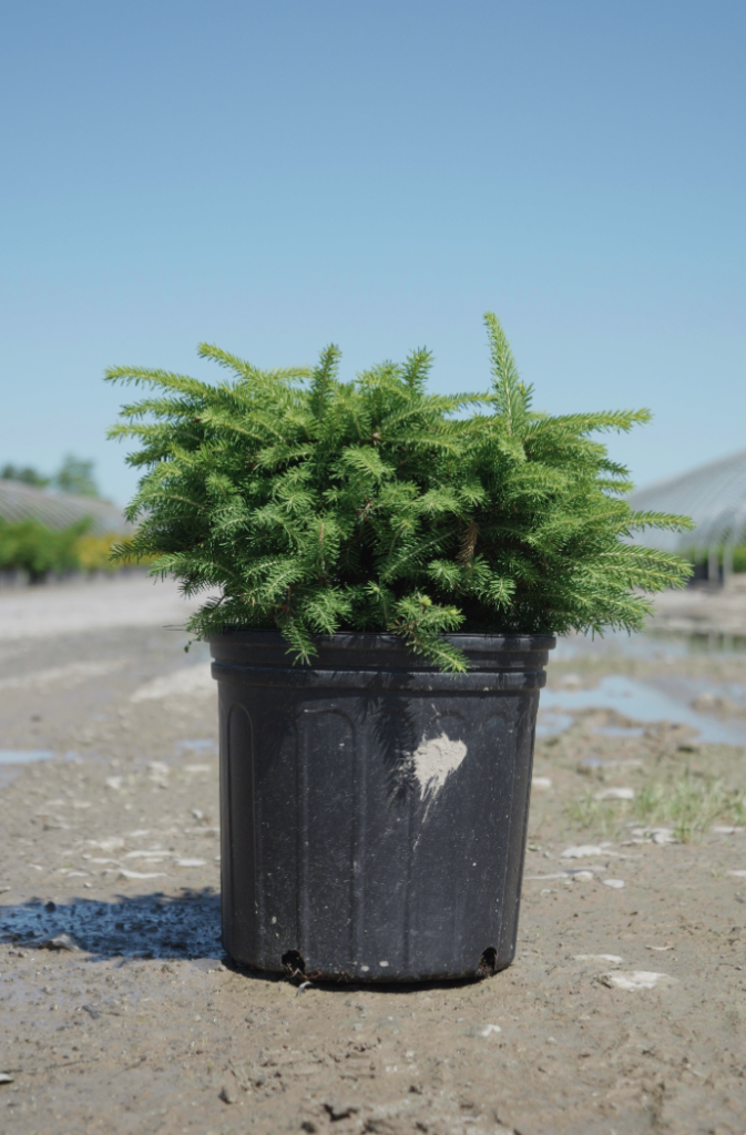 Bird’s Nest Spruce 3Gal Niagara Blooms